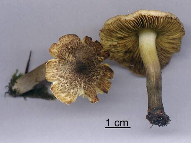 Inocybe atripes